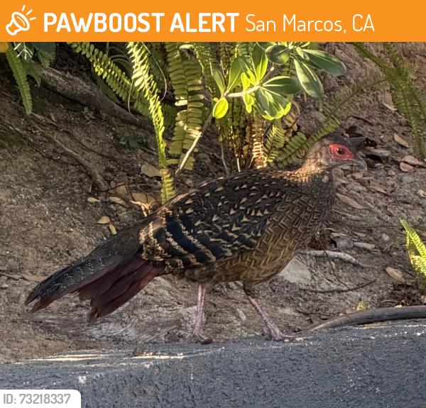 Found/Stray Female Bird last seen Crimson Drive, San Marcos, CA 92069