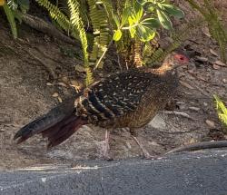 Found/Stray Female Bird last seen Crimson Drive, San Marcos, CA 92069