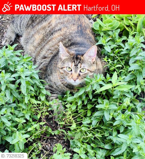 Lost Female Cat last seen Bethel and N. County Line Rd’s, Hartford, OH 43013