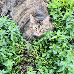 Lost Female Cat last seen Bethel and N. County Line Rd’s, Hartford, OH 43013