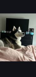 Lost Male Dog last seen Beltline road and town east blvd in Mesquite, tx, Mesquite, TX 75150