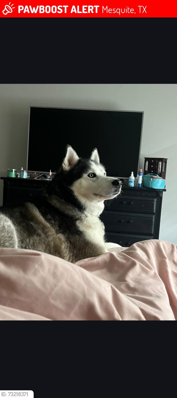Lost Male Dog last seen Beltline road and town east blvd in Mesquite, tx, Mesquite, TX 75150