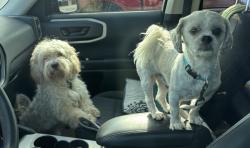 Found/Stray Male Dog last seen -, Chicago, IL 60629