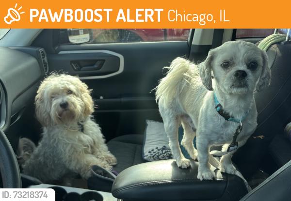 Found/Stray Male Dog last seen -, Chicago, IL 60629