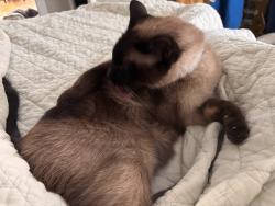 Reunited Male Cat last seen Seamens Neck road,Mansfield ave, Whittier ave, Levittown, North Wantagh, Levittown, NY 11756
