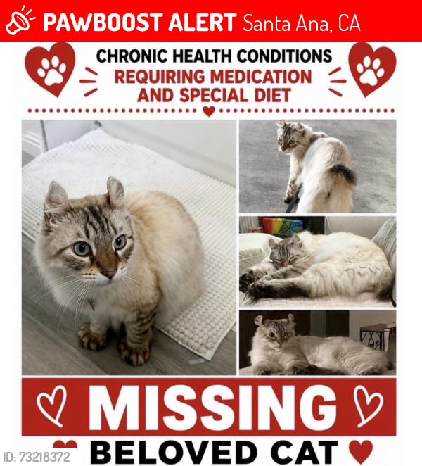 Lost Male Cat last seen raitt and edinger, Santa Ana, CA 92704