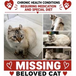 Lost Male Cat last seen raitt and edinger, Santa Ana, CA 92704