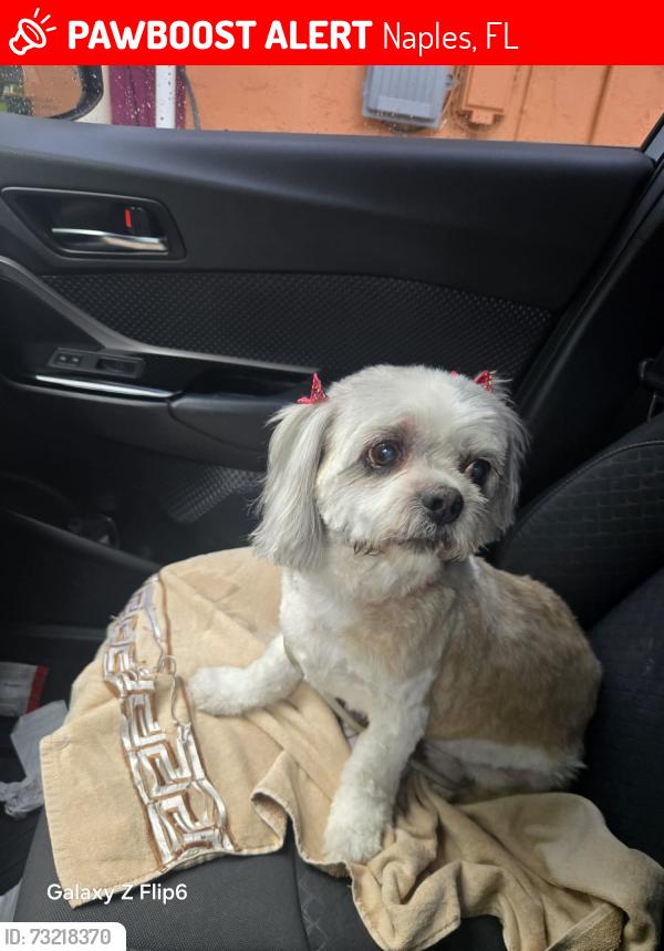 Lost Male Dog last seen Sunshine, golden gate, Naples, FL 34116