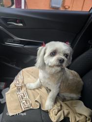 Lost Male Dog last seen Sunshine, golden gate, Naples, FL 34116