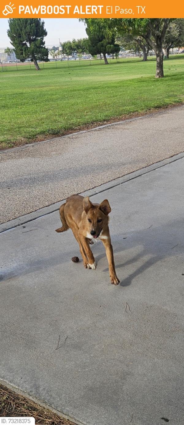 Found/Stray Female Dog last seen Lafayette, Glendale, off Yarbrough, El Paso, TX 79907