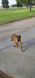 Found/Stray Female Dog last seen Lafayette, Glendale, off Yarbrough, El Paso, TX 79907