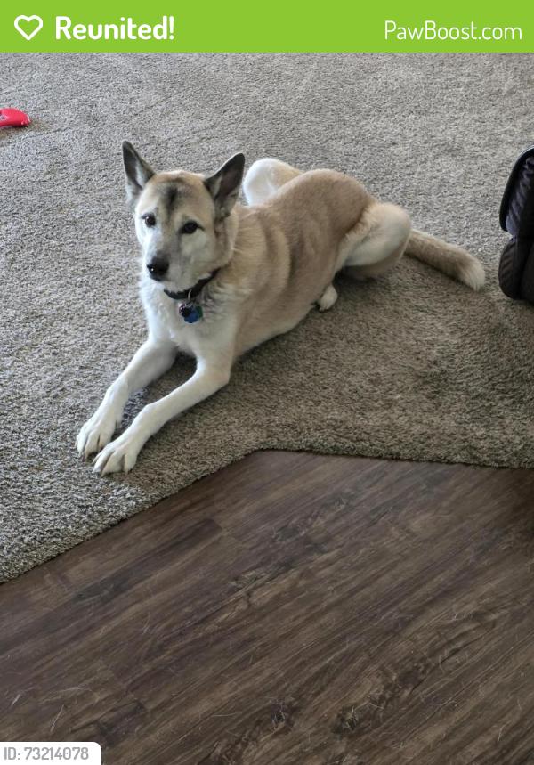 Reunited Male Dog last seen Island creek dr lsland park dr, West Jordan, UT 84081