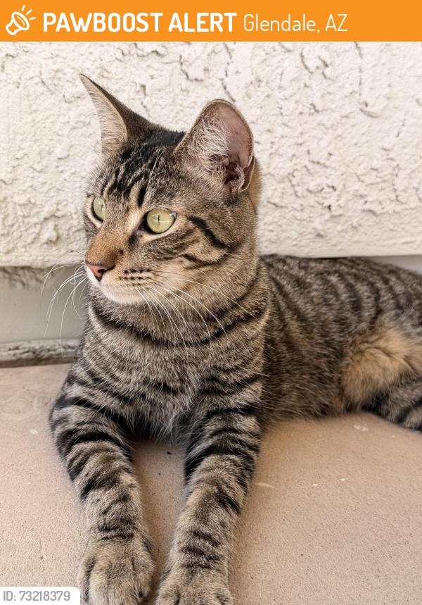 Found/Stray Unknown Cat last seen 76th Dr and San Juan, Glendale, AZ 85303