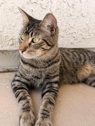 Found/Stray Unknown Cat last seen 76th Dr and San Juan, Glendale, AZ 85303