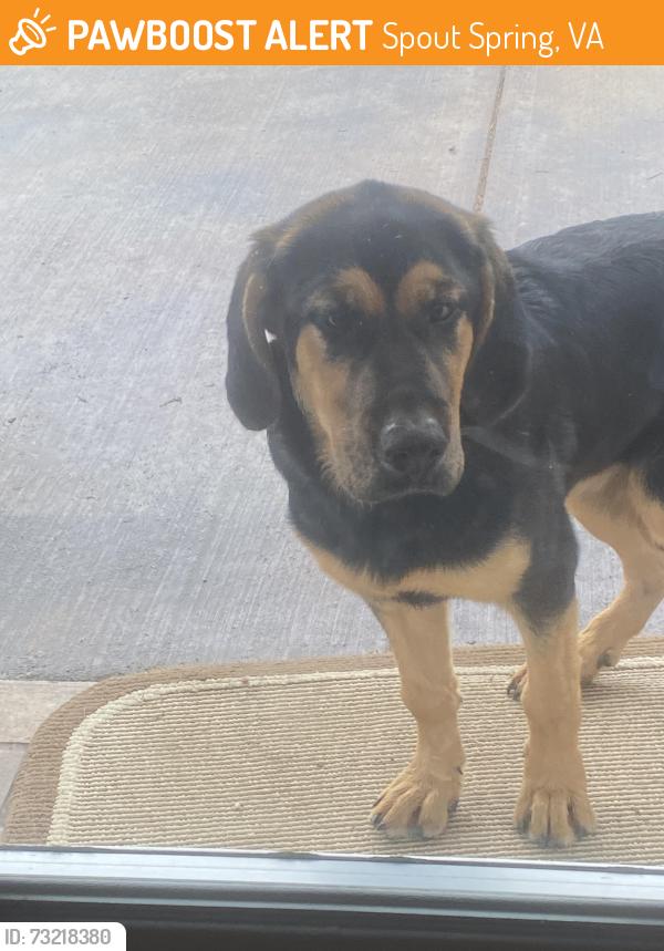 Found/Stray Female Dog last seen Near Spout Springs Rd., Spout Spring, VA 24593