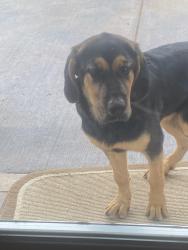 Found/Stray Female Dog last seen Near Spout Springs Rd., Spout Spring, VA 24593