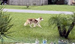 Found/Stray Unknown Dog last seen Trollman St and Coronado St, Spring Hill, FL 34609