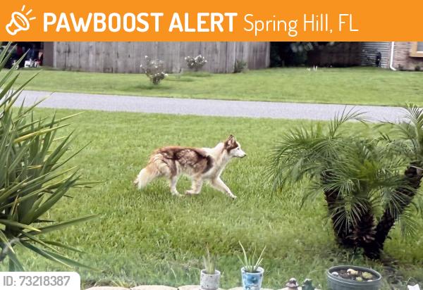 Found/Stray Unknown Dog last seen Trollman St and Coronado St, Spring Hill, FL 34609