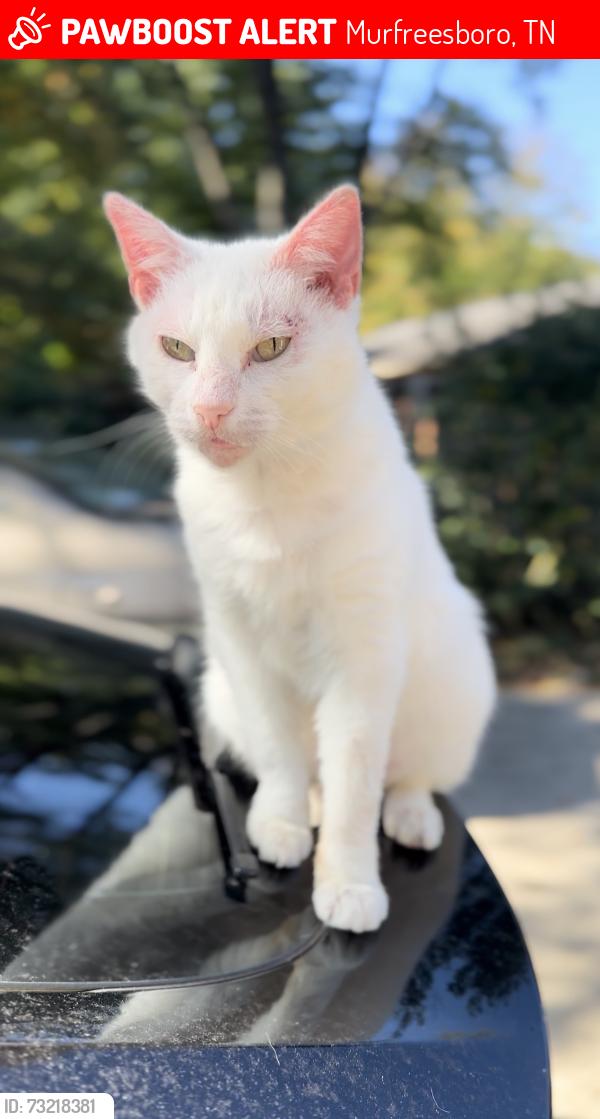 Lost Male Cat last seen Campfire dr, Murfreesboro, TN 37129