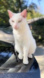 Lost Male Cat last seen Campfire dr, Murfreesboro, TN 37129