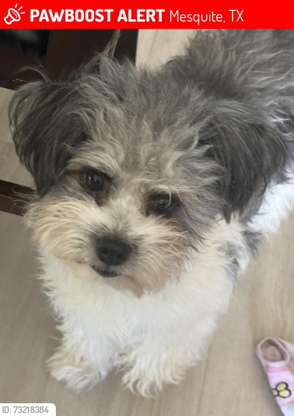 Lost Male Dog last seen Military pkwy and caraway dr, Mesquite, TX 75149
