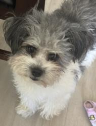 Lost Male Dog last seen Military pkwy and caraway dr, Mesquite, TX 75149
