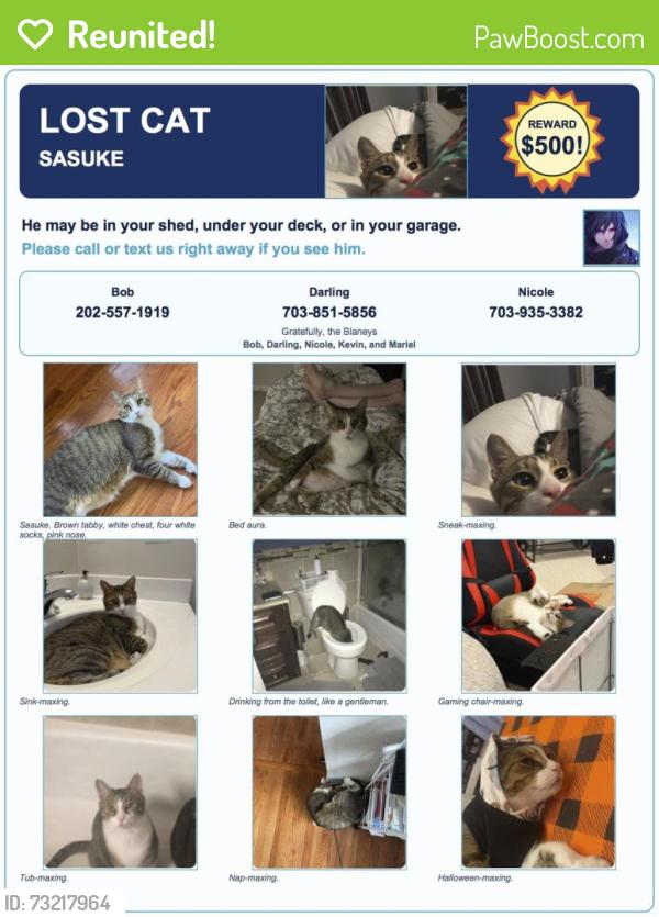 Reunited Male Cat last seen Near Desert Forest Drive, Ashburn, Virginia, Ashburn, VA 20147