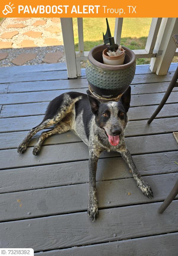 Found/Stray Unknown Dog last seen Near fm 2493 troup texas 75789, Troup, TX 75789