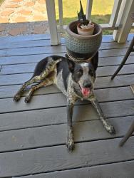 Found/Stray Unknown Dog last seen Near fm 2493 troup texas 75789, Troup, TX 75789