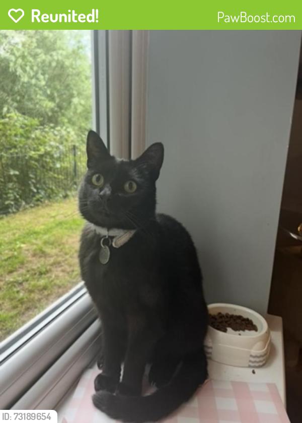Reunited Male Cat last seen Longford park, Longford, England 