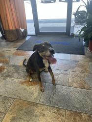 Reunited Female Dog last seen FM 78 and Converse Business Lane, near Judson High School, Converse, TX 78109