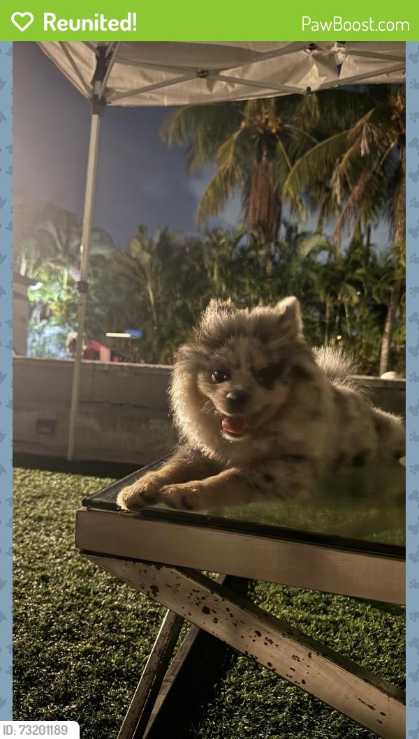 Reunited Male Dog last seen Near Th y nw 103 rd st, Miami, FL 33147