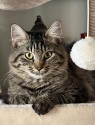 Reunited Female Cat last seen Near buckhorn oaks drive, Valrico, FL 33594