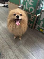 Found/Stray Unknown Dog last seen KRC Reserve apmts on 4200 Jimmy Carter Blvd, Norcross, GA 30093