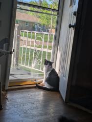 Reunited Male Cat last seen Clemons and High st., Elyria, OH 44035