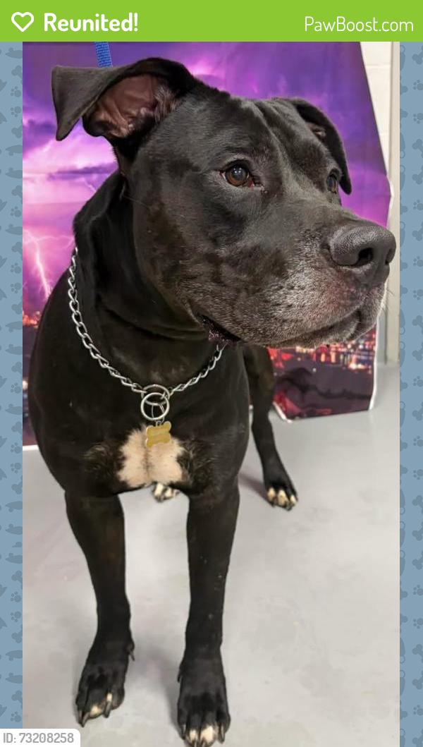 Reunited Male Dog last seen Located at Rockdale County Animal Service, 1506 Rockbridge Road, Conyers, GA 30012, Conyers, GA 30012