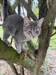 Found/Stray Unknown Cat last seen Hunters Hill, Comstock Township, MI 49048