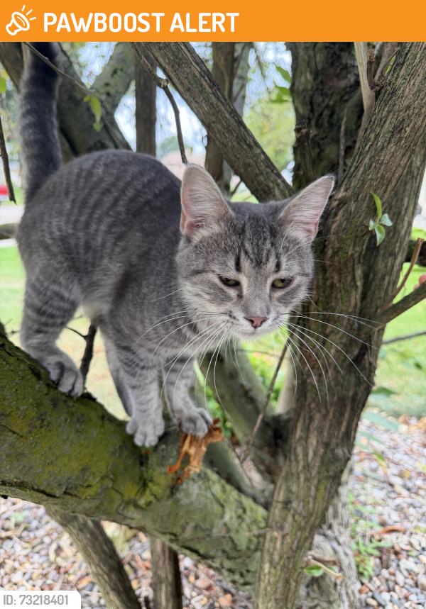 Found/Stray Unknown Cat last seen Hunters Hill, Comstock Township, MI 49048