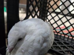 Found/Stray Unknown Bird last seen Trop and rainbow, Las Vegas, NV 89103