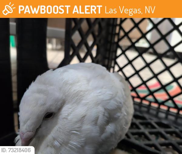 Found/Stray Unknown Bird last seen Trop and rainbow, Las Vegas, NV 89103