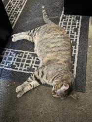 Lost Female Cat last seen Wilson Park, Torrance, CA 90503