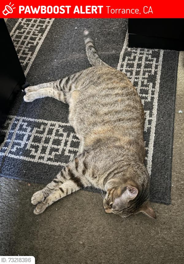 Lost Female Cat last seen Wilson Park, Torrance, CA 90503