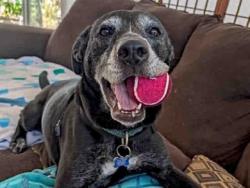 Shelter Stray Female Dog last seen JAMACHA BLVD, 5821 Sweetwater Rd, Bonita, CA 91902, USA