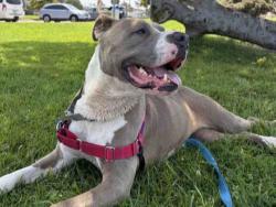 Shelter Stray Female Dog last seen WORTHINGTON, 5821 Sweetwater Rd, Bonita, CA 91902, USA