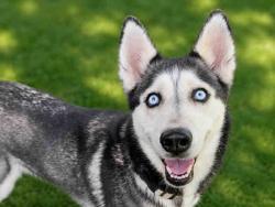 Shelter Stray Female Dog last seen LAMAR PARK, 5821 Sweetwater Rd, Bonita, CA 91902, USA