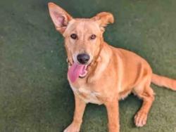 Shelter Stray Male Dog last seen , 5821 Sweetwater Rd, Bonita, CA 91902, USA