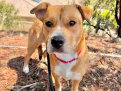 Shelter Stray Female Dog last seen , 5821 Sweetwater Rd, Bonita, CA 91902, USA