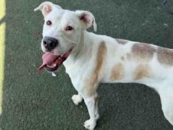 Shelter Stray Male Dog last seen , 5821 Sweetwater Rd, Bonita, CA 91902, USA