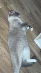 Reunited Male Cat last seen Marshland rd Greer, Greer, SC 29650