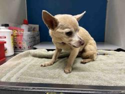 Shelter Stray Male Dog last seen , 5821 Sweetwater Rd, Bonita, CA 91902, USA
